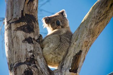 Koalas – in the wild